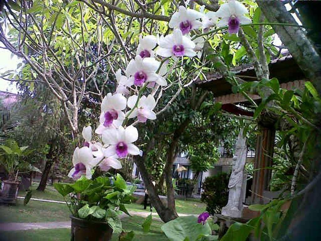 Puri Maharani Boutique Hotel 丹帕沙 外观 照片